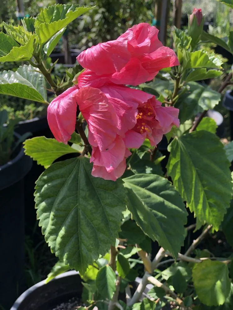 Reliable lawn mowing service in Camarillo, CA by Nature's Best Nursery