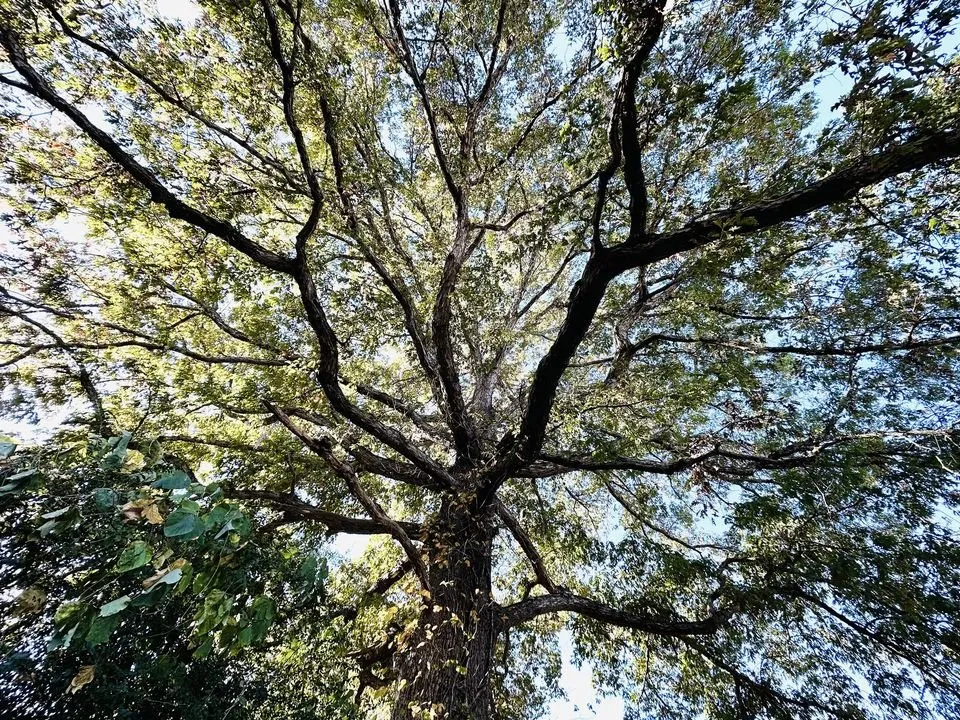 Expert lawn care service for year-round maintenance in Greer, SC by Nature's Canopy