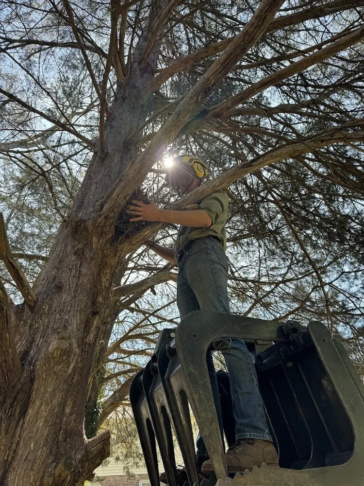 Expert yard cleanup service for outdoor upgrades in Greer, SC by Nature's Canopy