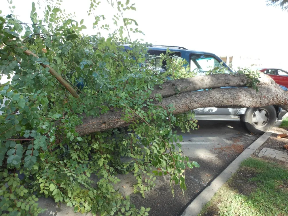 Top-rated landscaping services with custom design in Hayward, CA by Nature's Choice Tree & Landscape