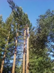 Trusted outdoor landscaping for homes across Hayward, CA - Nature's Choice Tree & Landscape