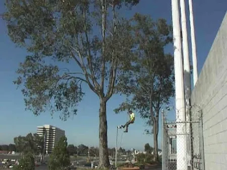 Reliable landscape design in Hayward, CA - Nature's Choice Tree & Landscape