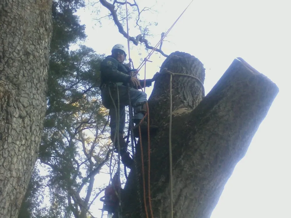 Reliable residential landscaping in Hayward, CA - Nature's Choice Tree & Landscape