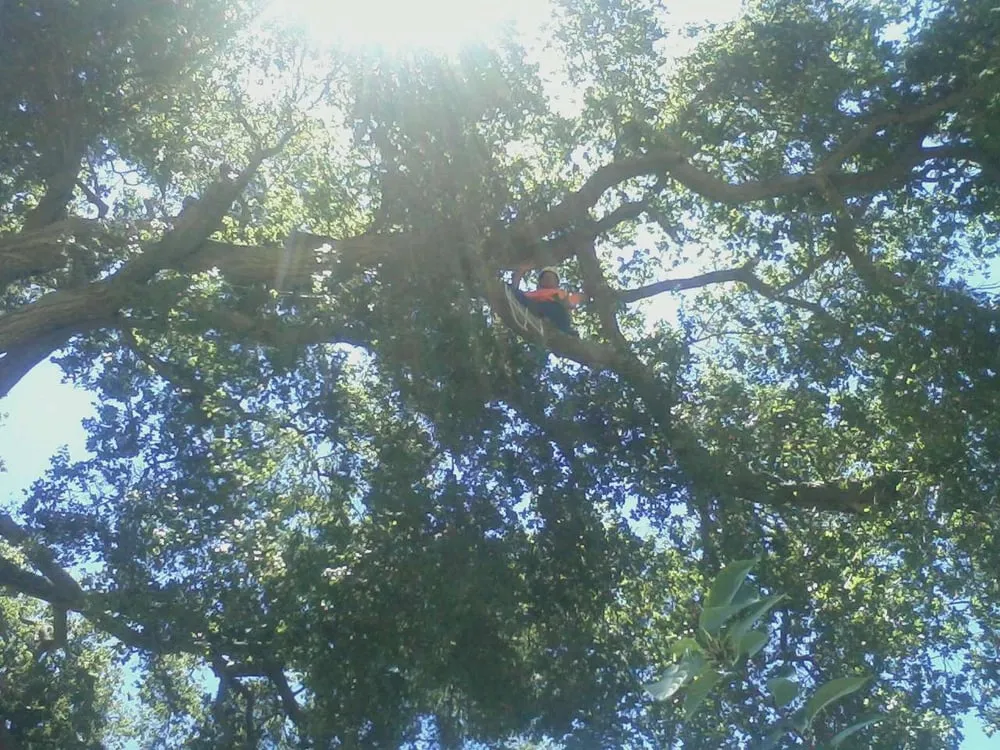 Local landscape installation in Hayward, CA by Nature's Choice Tree & Landscape