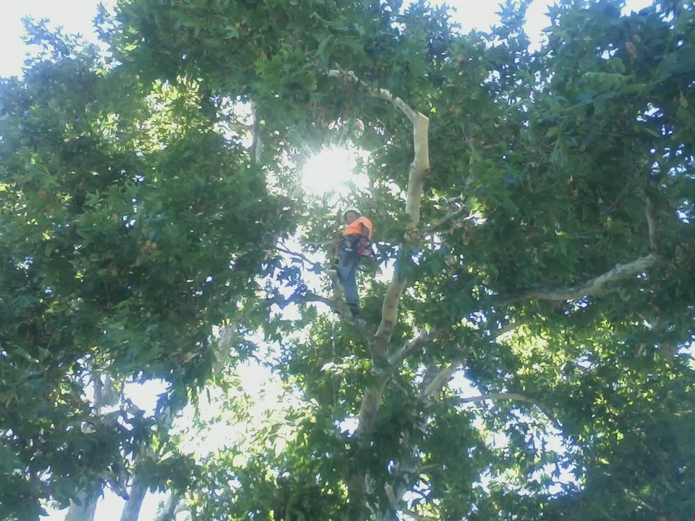 Reliable outdoor landscaping experts serving Hayward, CA - Nature's Choice Tree & Landscape