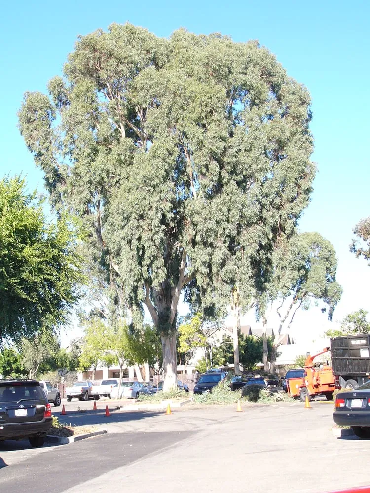 Trusted lawn care service for year-round maintenance across Hayward, CA - Nature's Choice Tree & Landscape