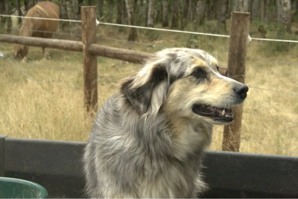 Local landscape design in Hayward, CA - Nature's Choice Tree & Landscape