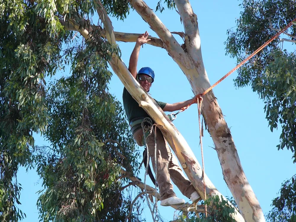 Reliable landscaping services experts serving Hayward, CA - Nature's Choice Tree & Landscape