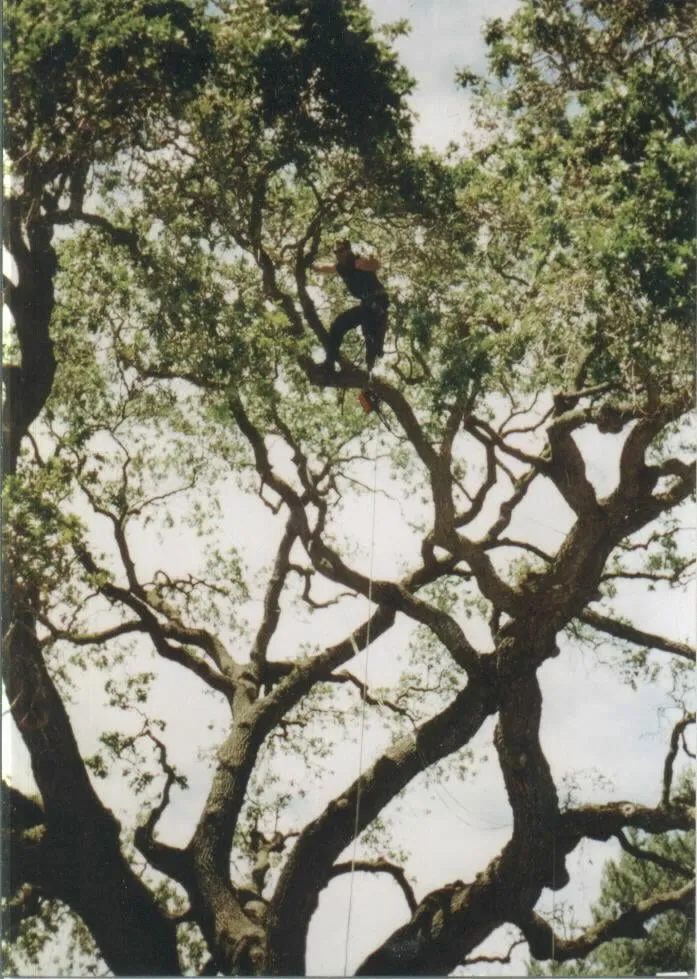 Local lawn mowing service in Hayward, CA by Nature's Choice Tree & Landscape