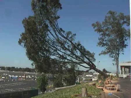 Local landscaping services in Hayward, CA by Nature's Choice Tree & Landscape