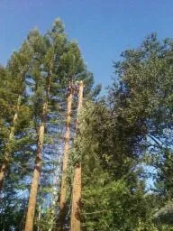 Trusted landscape installation experts serving Hayward, CA - Nature's Choice Tree & Landscape