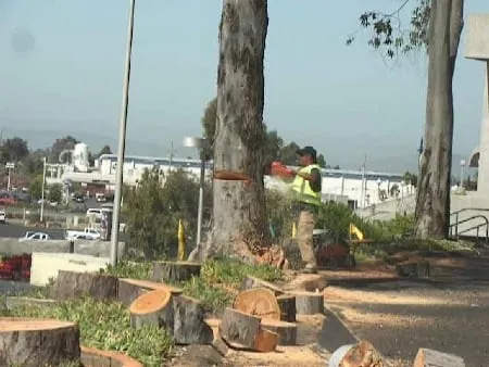 Professional landscape design experts serving Hayward, CA - Nature's Choice Tree & Landscape