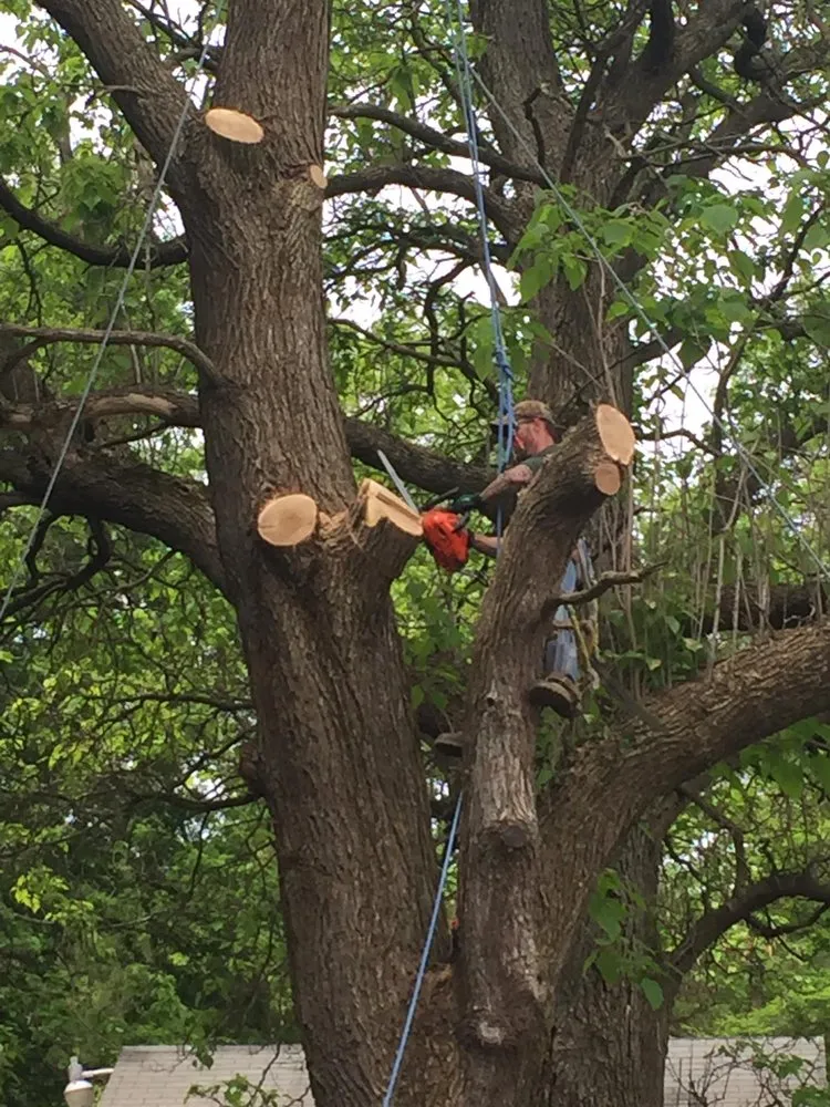 Expert garden landscaping for homes across Mount Pleasant, MI - Nature's Choice Tree Management