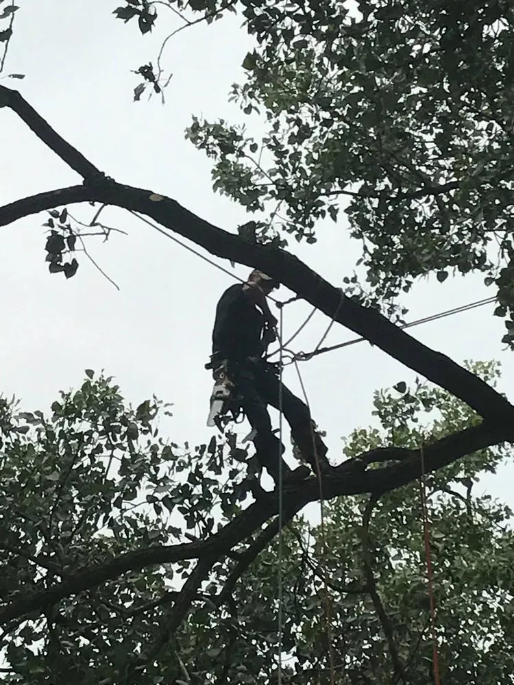 Expert landscaping services for outdoor upgrades in Mount Pleasant, MI by Nature's Choice Tree Management