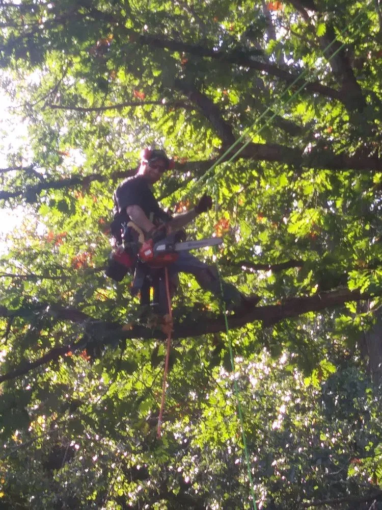 Expert lawn care service experts serving Mount Pleasant, MI - Nature's Choice Tree Management