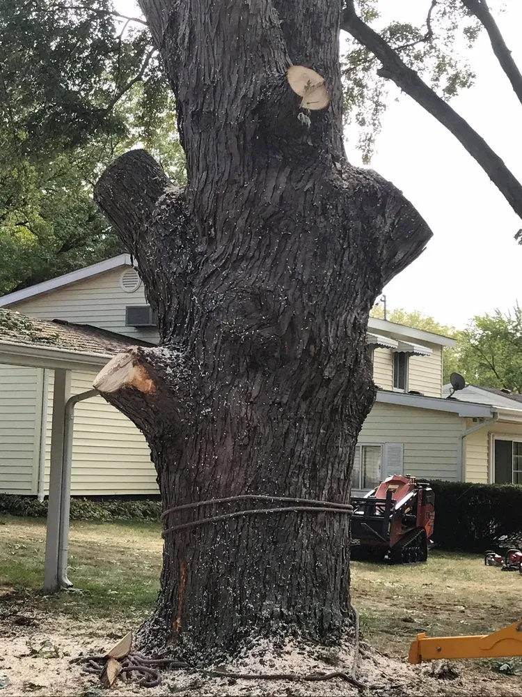 Reliable lawn care service for outdoor upgrades across Mount Pleasant, MI - Nature's Choice Tree Management