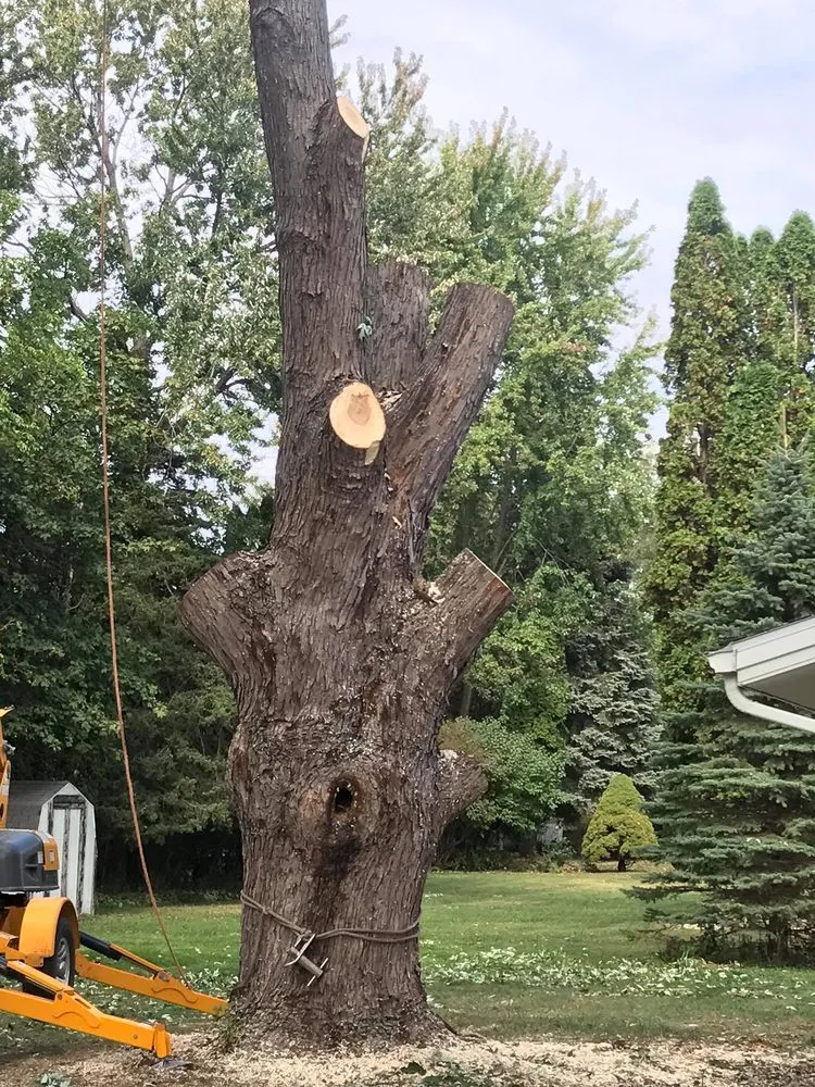 Affordable landscaping services for outdoor upgrades in Mount Pleasant, MI by Nature's Choice Tree Management