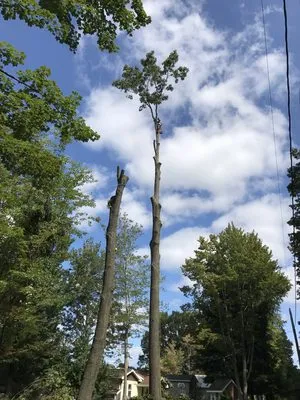 Nature's Choice Tree Management