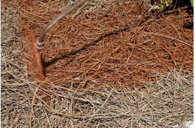 Local lawn mowing service with custom design across Dawsonville, GA - Nature's Color