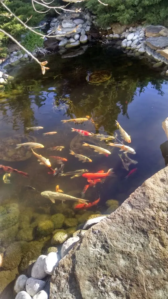 Custom outdoor landscaping for year-round maintenance in Dodge City, KS by Nature's Corner Garden Center & Nursery