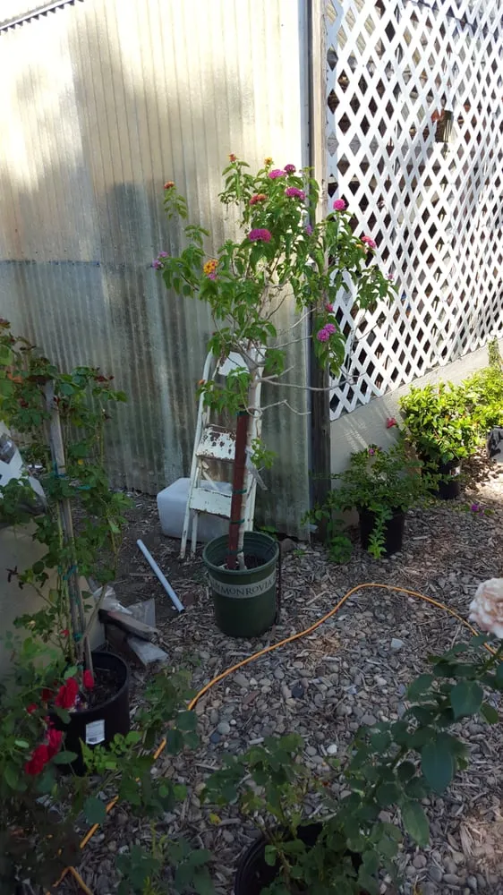 Local yard maintenance in Dodge City, KS by Nature's Corner Garden Center & Nursery