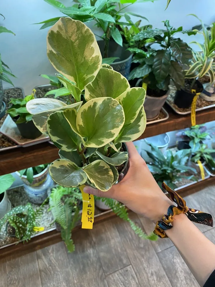 Local lawn care service for outdoor upgrades in Eastchester, NY by Natures Cradle Nursery & Farmstand