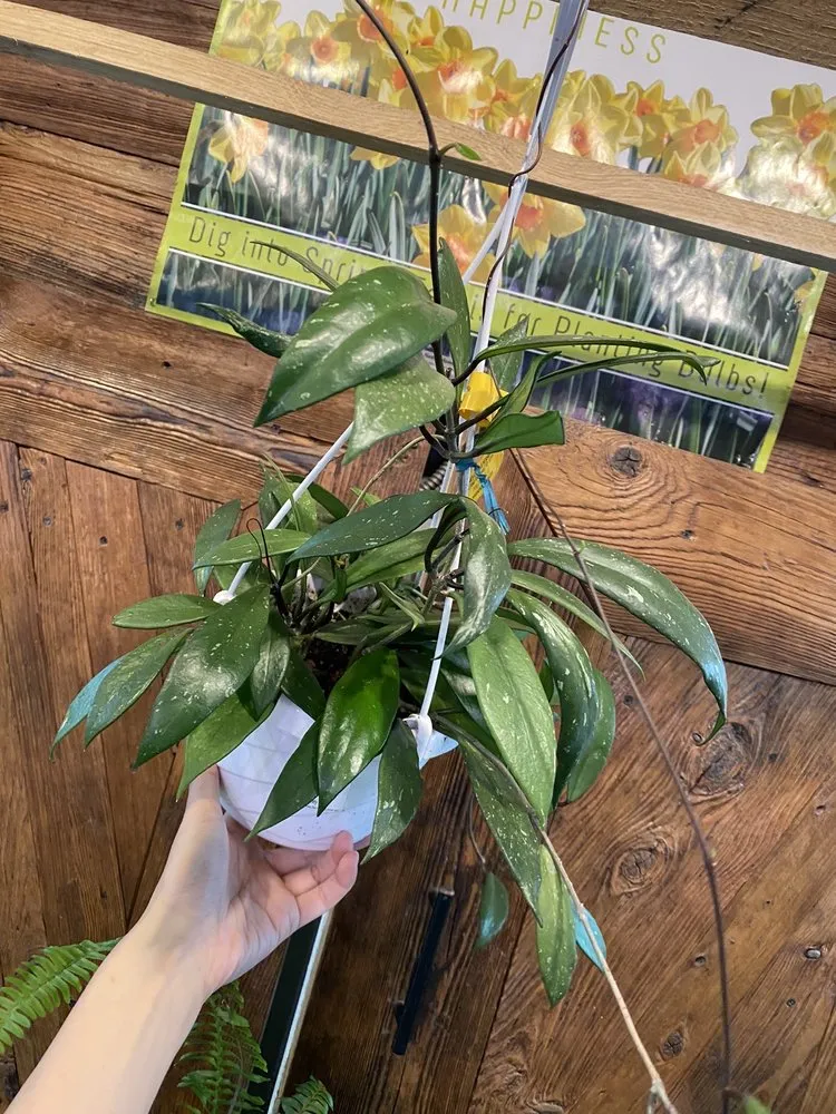 Top-rated yard maintenance in Eastchester, NY by Natures Cradle Nursery & Farmstand