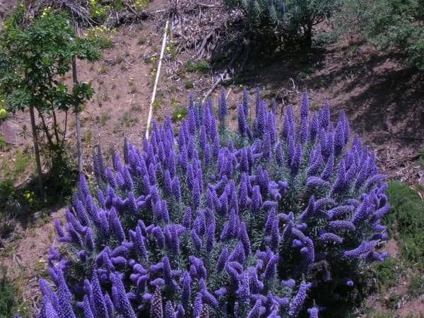 Top-rated residential landscaping experts serving Berkeley, CA - Nature's Creations