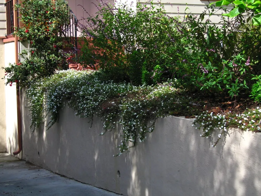 Custom lawn mowing service for beautiful yards across Berkeley, CA - Nature's Creations