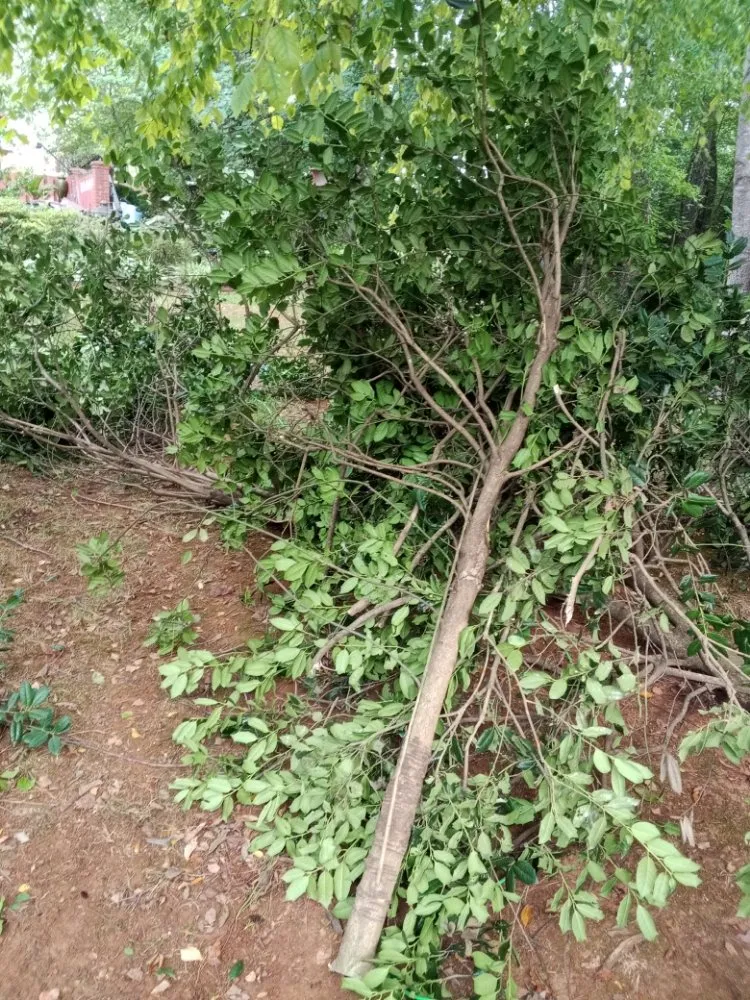 Top-rated lawn care service in Huntsville, AL - Nature's Customs