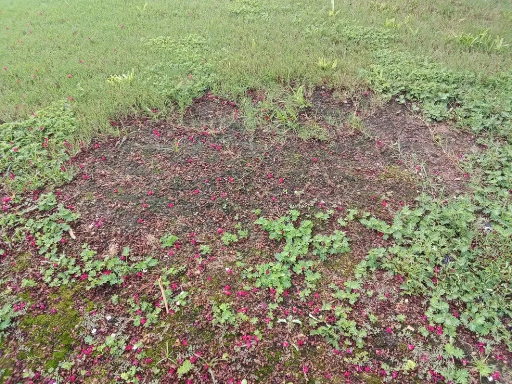 Local outdoor landscaping in Huntsville, AL by Nature's Customs