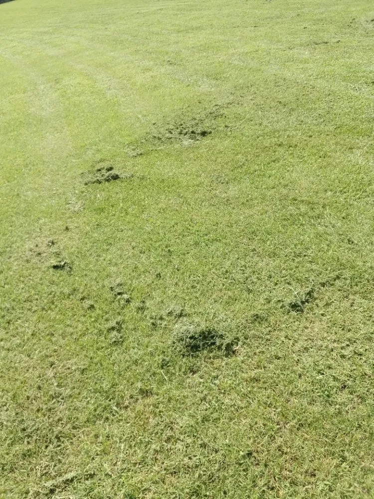 Professional residential landscaping experts serving Huntsville, AL - Nature's Customs