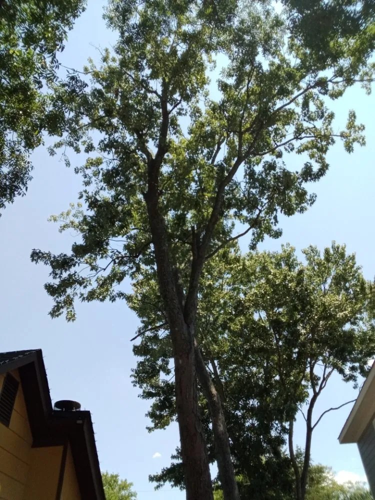 Professional garden landscaping in Huntsville, AL by Nature's Customs