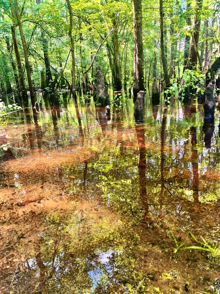 Local yard maintenance in Easley, SC by Nature's Design