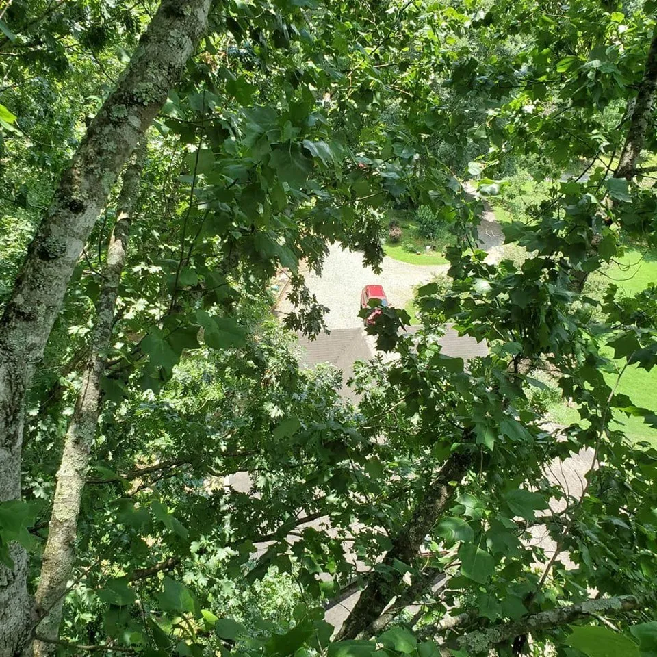 Trusted yard cleanup service for outdoor upgrades across Easley, SC - Nature's Design