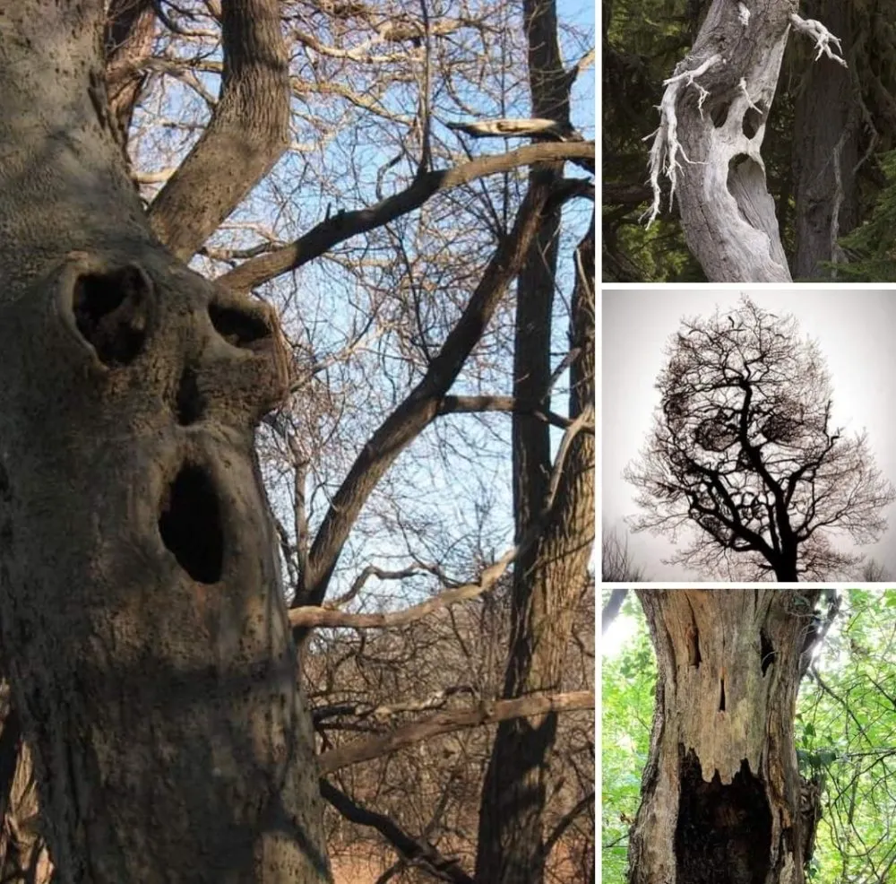 Local landscape design for residential properties across Easley, SC - Nature's Design