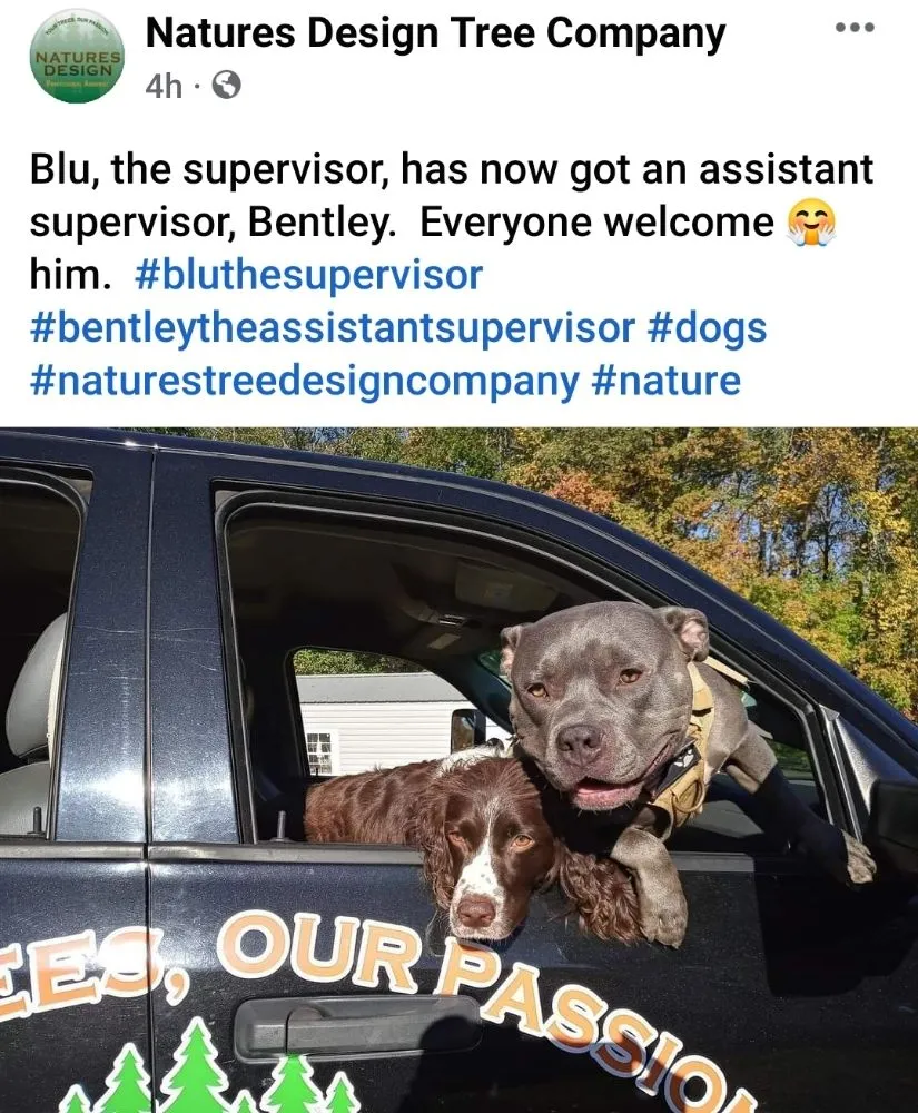 Expert lawn mowing service near you across Easley, SC - Nature's Design