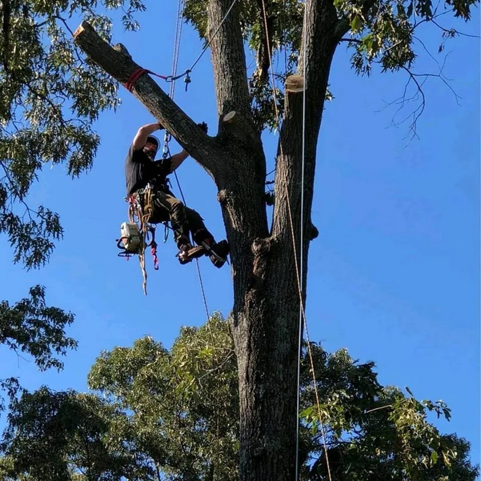 Professional landscape installation with custom design in Easley, SC by Nature's Design