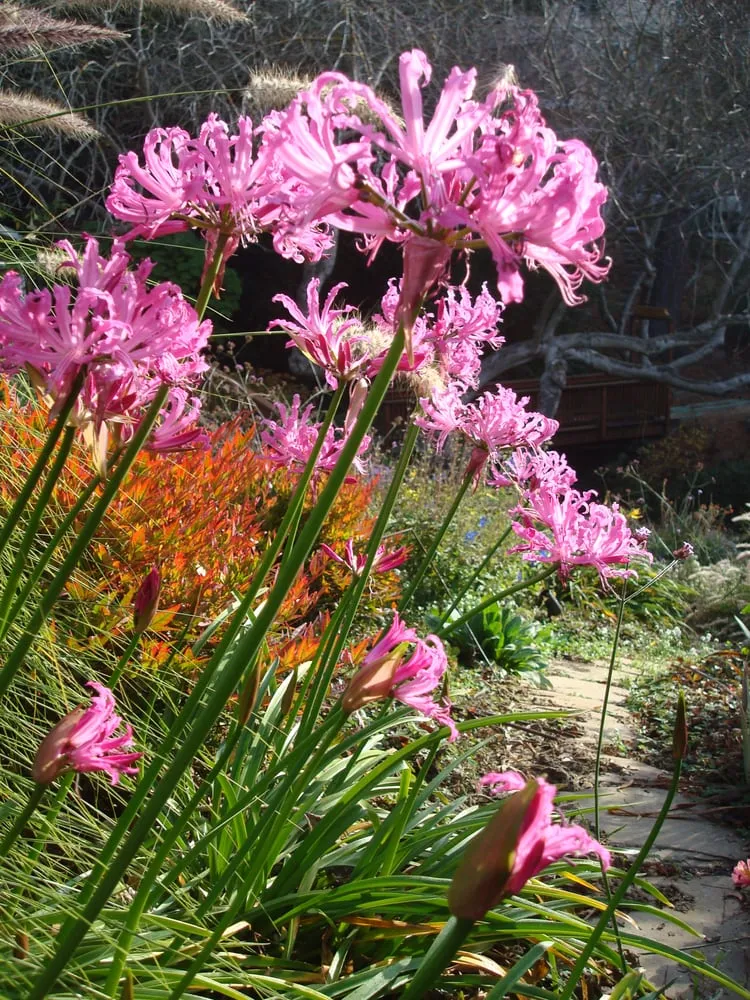 Professional landscaping services for homes across Oakland, CA - Nature's Design