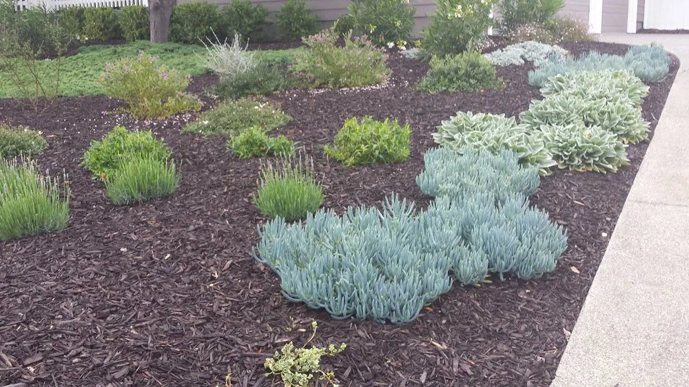 Affordable lawn care service experts serving Guerneville, CA - Nature’s Designs