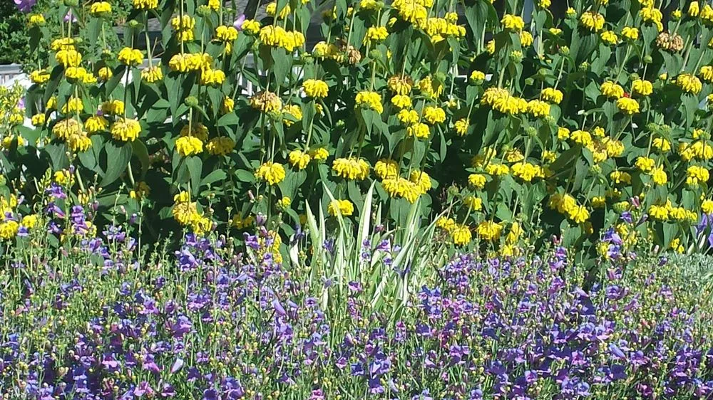 Affordable lawn mowing service in Guerneville, CA - Nature’s Designs