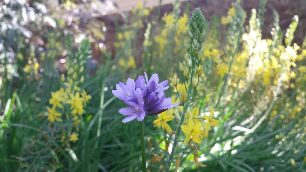 Reliable residential landscaping experts serving Guerneville, CA - Nature’s Designs