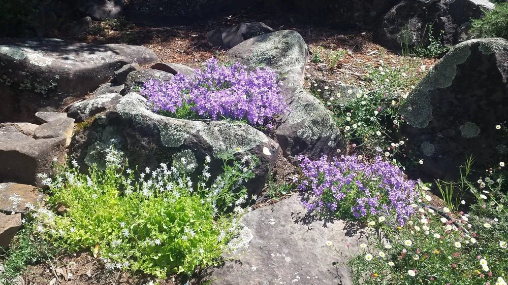 Professional yard cleanup service experts serving Guerneville, CA - Nature’s Designs