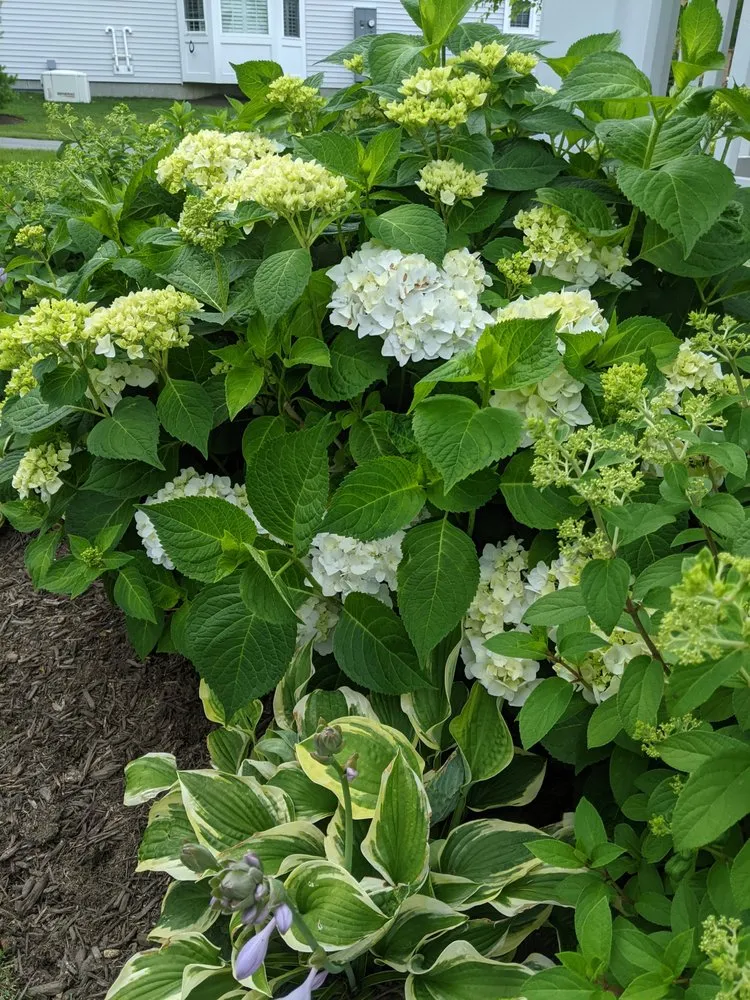 Top-rated yard cleanup service in Naugatuck, CT by Nature's Designs