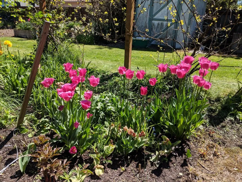 Trusted lawn mowing service in Gresham, OR - Nature's Force LandCare