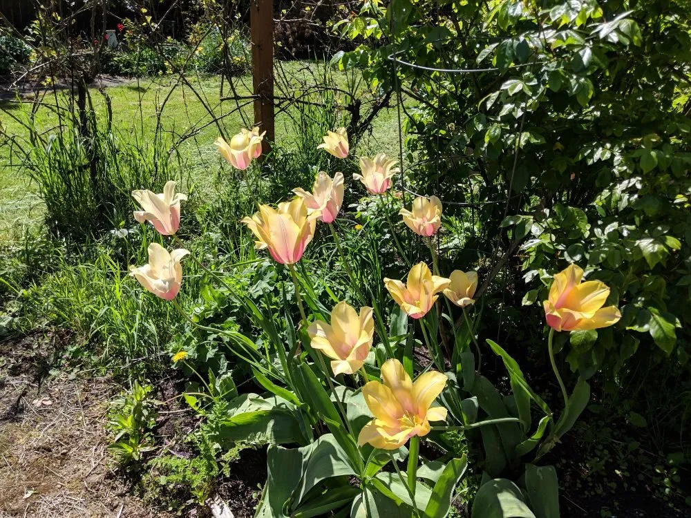 Professional landscape installation in Gresham, OR by Nature's Force LandCare