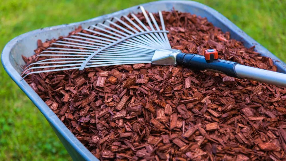 Custom lawn care service experts serving Winter Garden, FL - Nature's Front Lawn