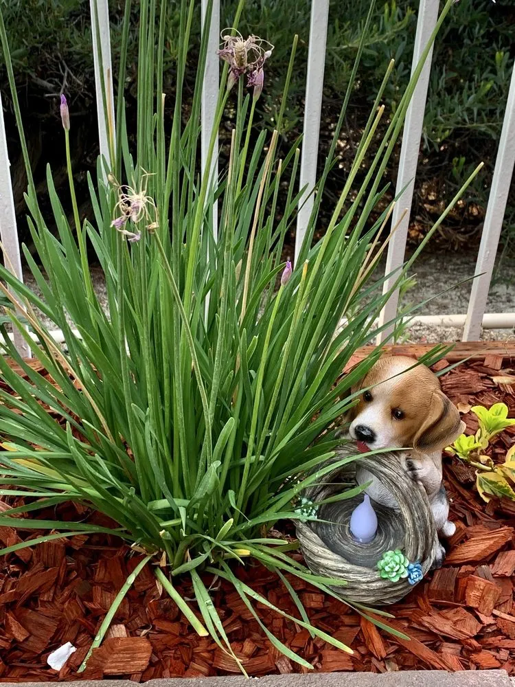 Reliable yard maintenance for residential properties across Laguna Beach, CA - Nature's Gardeners