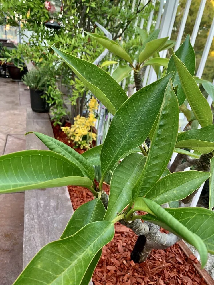 Local lawn care service experts serving Laguna Beach, CA - Nature's Gardeners