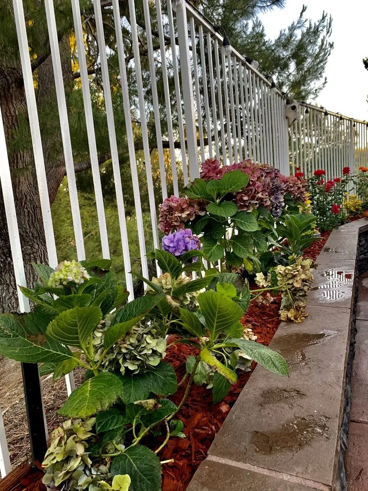 Top-rated outdoor landscaping in Laguna Beach, CA by Nature's Gardeners